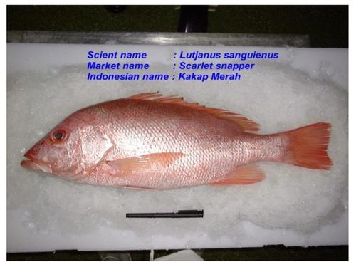 frozen fish截图2