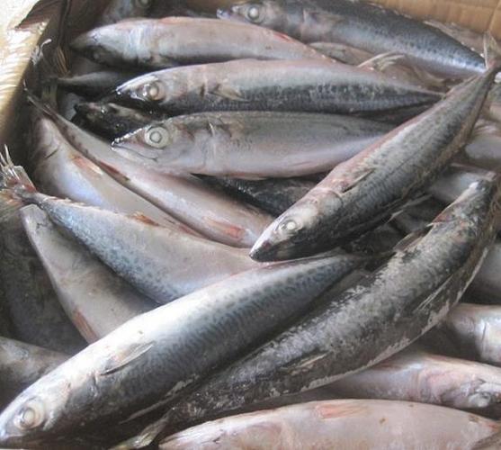 frozen fish截图3