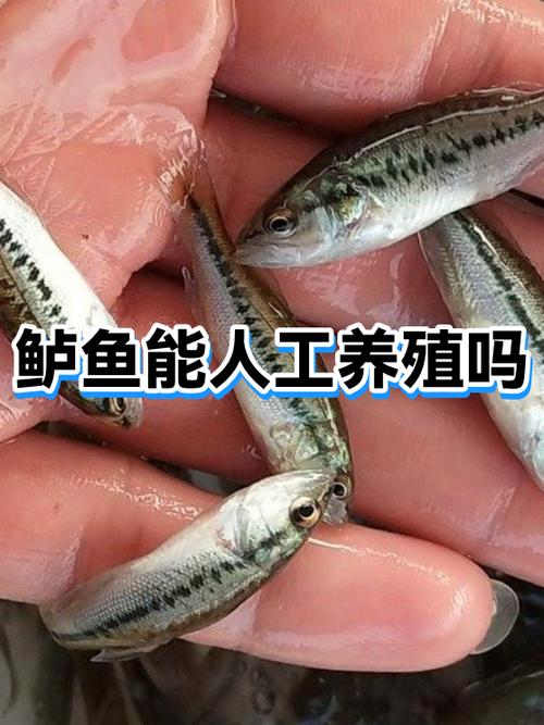 生命鲈鱼有什么用