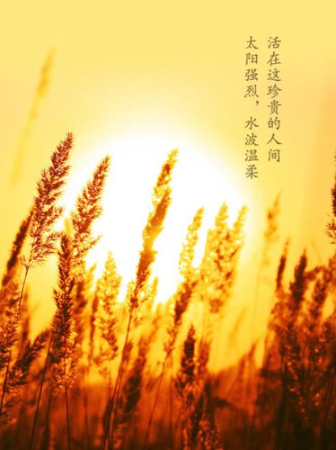 麦穗的简短美句