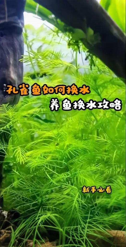 鱼缸养鱼技巧