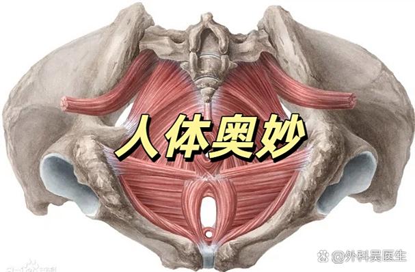 女性尿孔被撑开憋尿很痒,尿不出尿变
