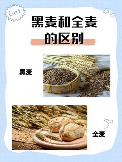 黑麦和全麦哪个好