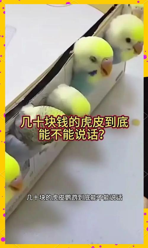 1分钟让虎皮鹦鹉说话