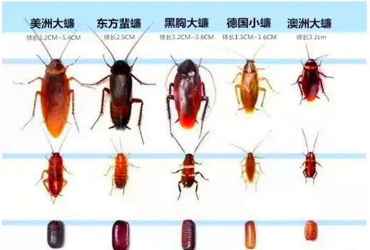 家里有小强是什么原因