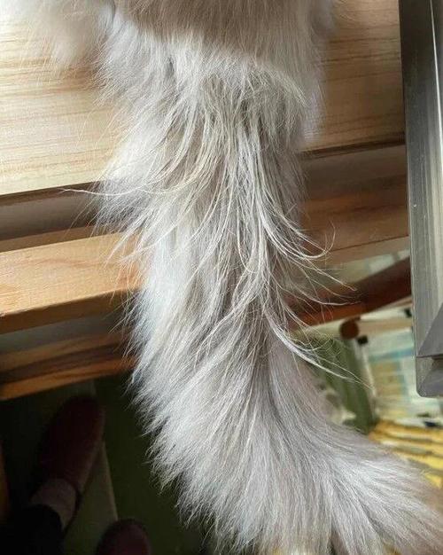 去猫毛的10个妙招