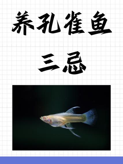 养孔雀鱼三忌视频