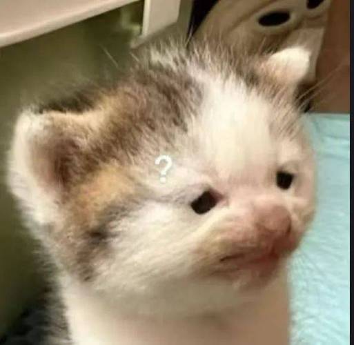 邪恶猫猫头表情包
