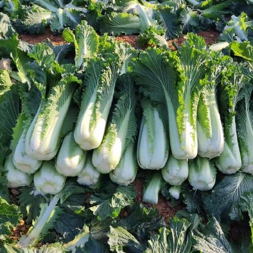 河南斤斤菜图片