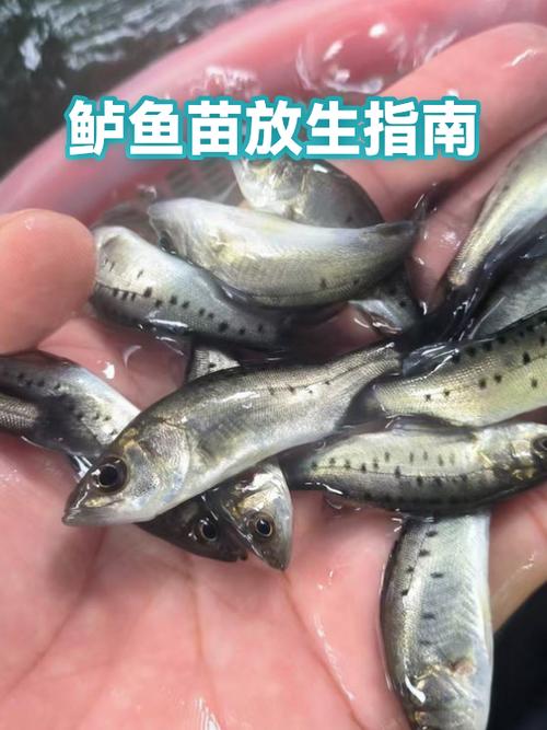 生命鲈鱼的获取方式