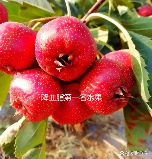 全国山楂第一名