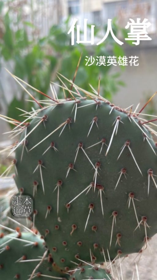 沙漠英雄是指什么植物