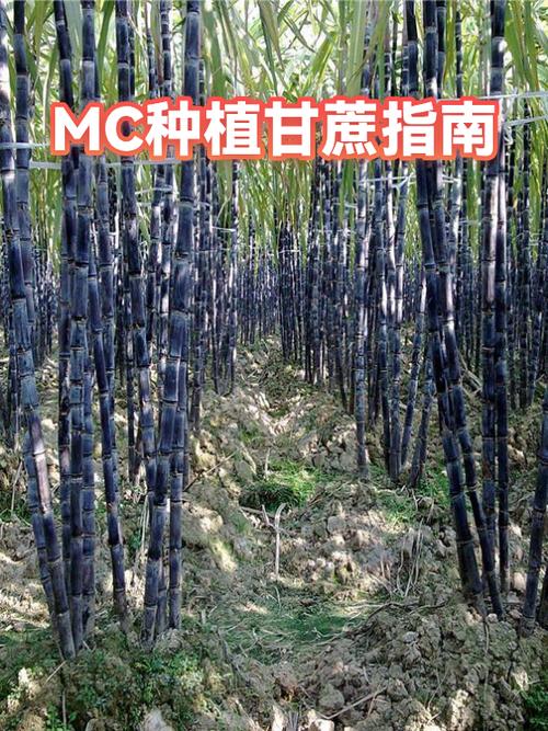 我的世界种植甘蔗技巧