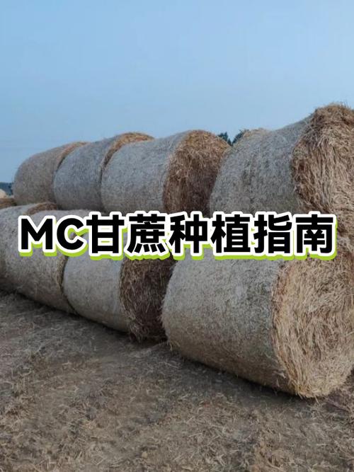 我的世界种植甘蔗技巧截图2