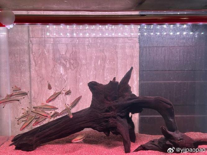 专业养鱼