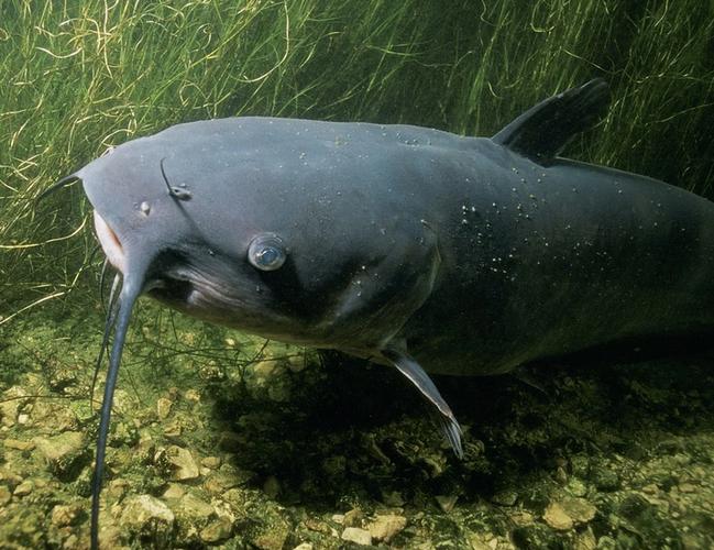 美国的catfish俚语