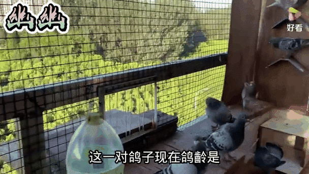 红雨点和红二线出啥鸽子