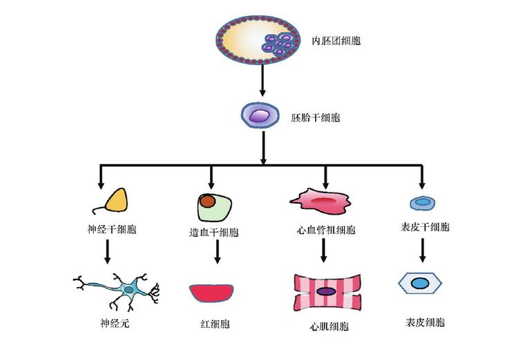 去分化的定义