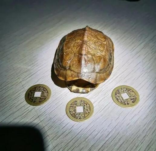 龟卦算命