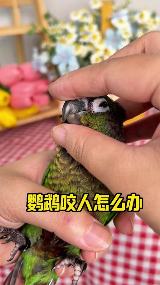 鹦鹉为什么咬你手