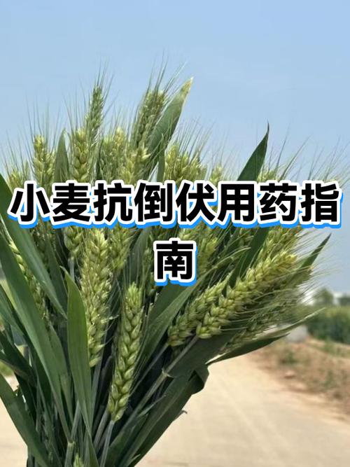 小麦打矮壮素最佳时间截图2