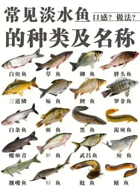 中国小型淡水鱼图鉴