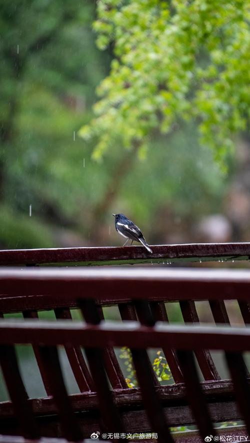 小雨唯美图片