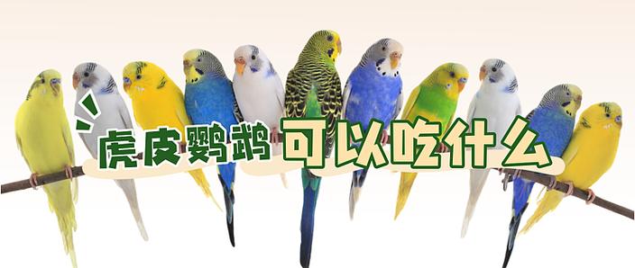 虎皮鹦鹉谁养谁后悔了