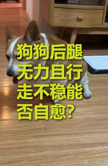 狗狗后腿无力走路不稳