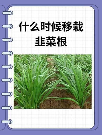 韭菜播种方法