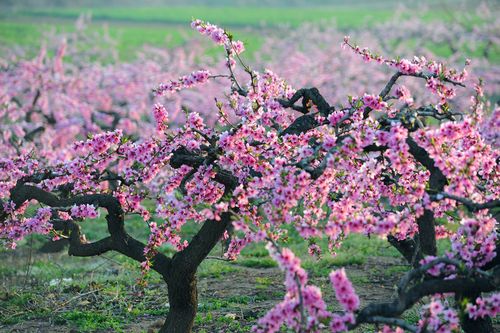 桃花什么季节开放 桃花什么季节开放