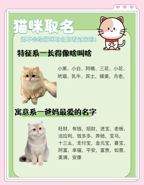 2021猫咪vip账号手机号分享