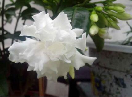 秋香花又叫什么花