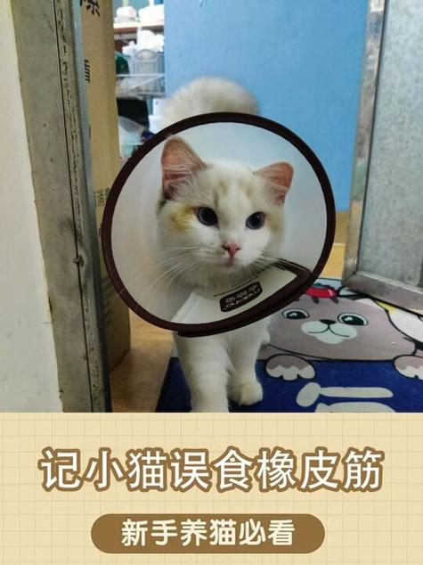 综养猫记