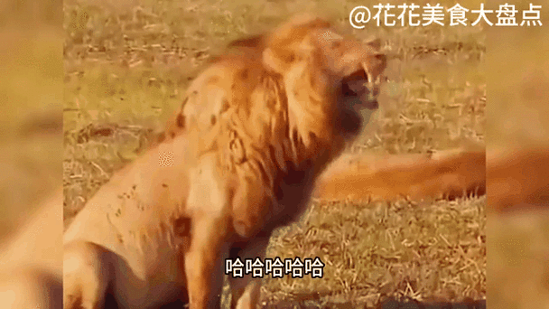 狮子笑的表情包GIF