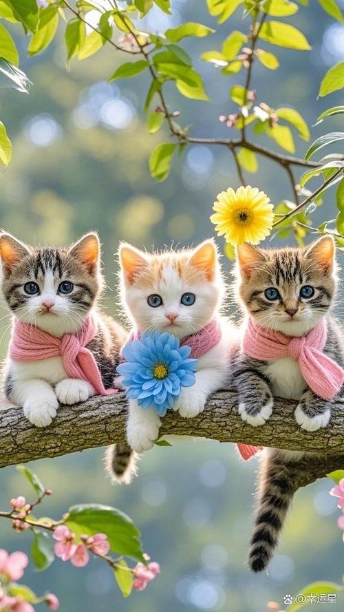 家里养三只猫截图2