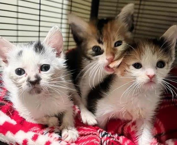 家里养三只猫截图3