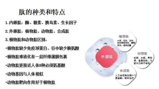 仲景肽的功效与作用