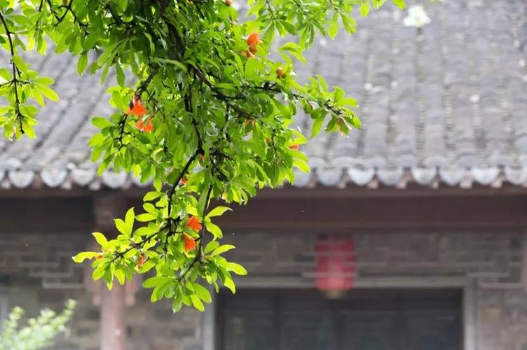 百草园早读公众号