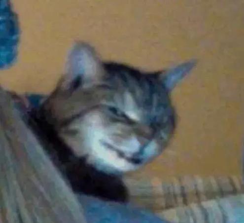 恋上沙雕猫