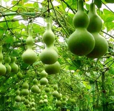 葫芦的成熟期