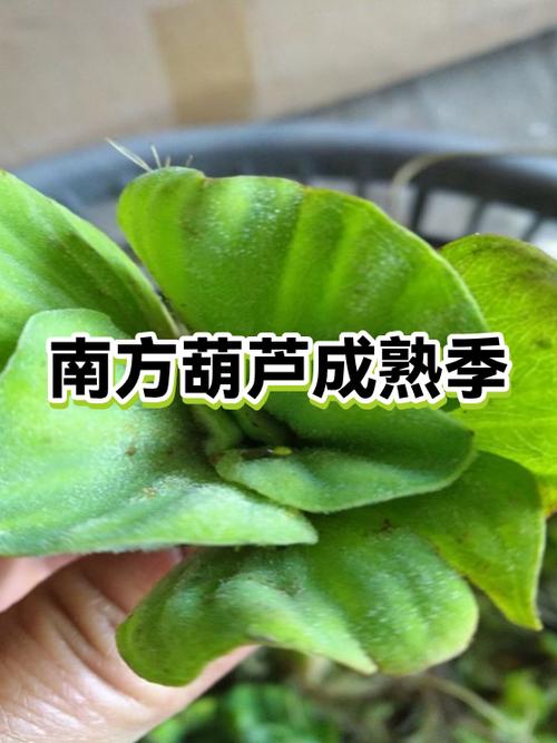 葫芦的成熟期截图3