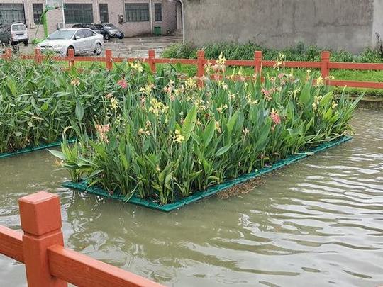 水生植物栽培技巧