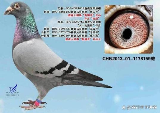 世界最快鸽前十名