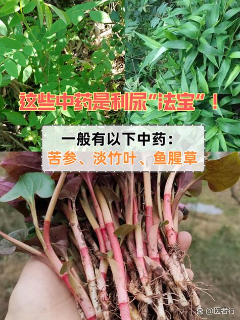 淡竹叶治什么病最好