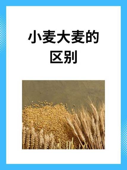 麦芽和大麦一样吗?