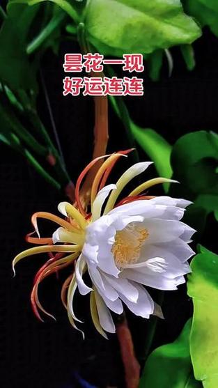 苹果11拍照延迟3秒