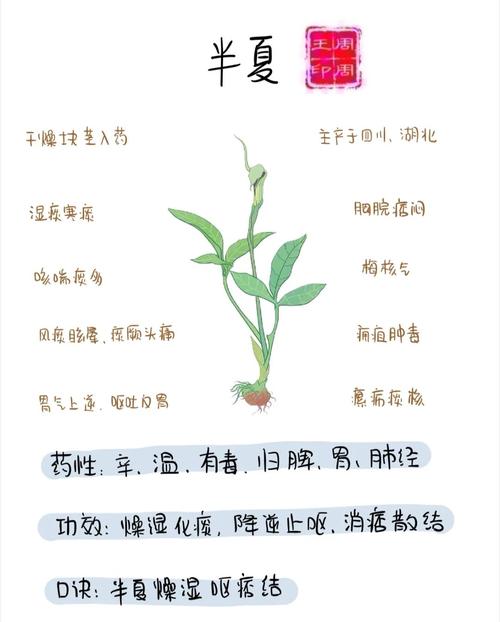 法半夏对女人的好处