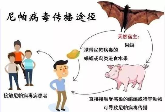 蝙蝠靠什么传播病毒