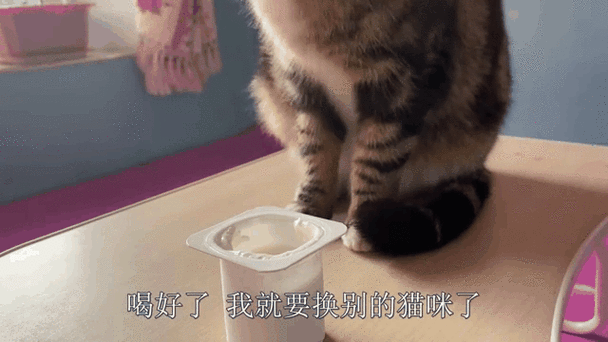 猫能不能喝面汤
